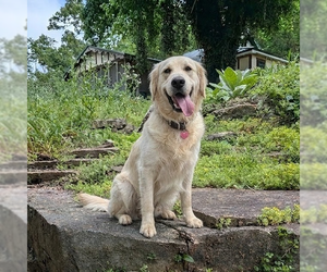 Golden Retriever Dogs for adoption in Vail, AZ, USA
