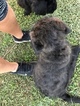 Small Photo #4 Chesa-Poo Puppy For Sale in ENGLEWOOD, FL, USA