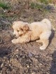 Small Photo #11 Goldendoodle (Miniature) Puppy For Sale in LENOIR, NC, USA