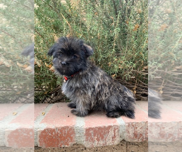 Medium Photo #3 Maltipoo Puppy For Sale in LOS ANGELES, CA, USA