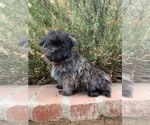 Small Photo #3 Maltipoo Puppy For Sale in LOS ANGELES, CA, USA