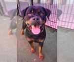 Small Rottweiler