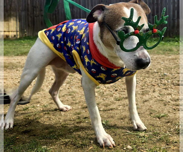 Medium Photo #5 Mutt Puppy For Sale in Jackson, MS, USA