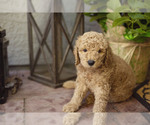 Small Photo #1 Goldendoodle Puppy For Sale in CITRUS HEIGHTS, CA, USA