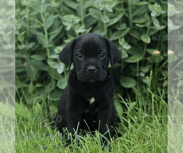 Medium Photo #1 Cane Corso Puppy For Sale in QUARRYVILLE, PA, USA