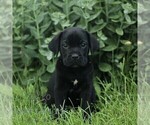Image preview for Ad Listing. Nickname: Caspian