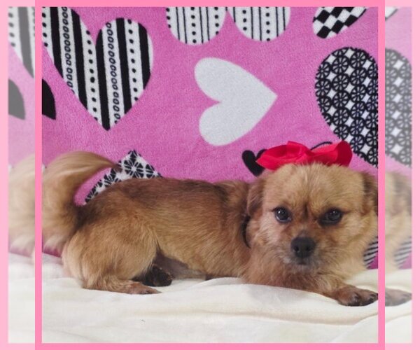 Medium Photo #1 Shorkie Tzu Puppy For Sale in TAYLOR, TX, USA