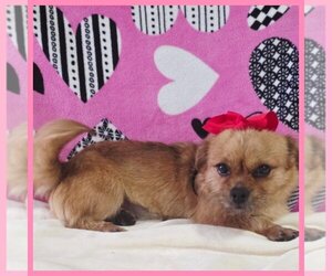 Shorkie Tzu Dogs for adoption in TAYLOR, TX, USA