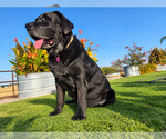 Small Photo #3 Labrador Retriever Puppy For Sale in Clovis, CA, USA