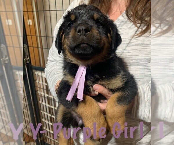 Medium Photo #5 Rottweiler Puppy For Sale in DRAPER, VA, USA