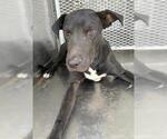 Small American Pit Bull Terrier