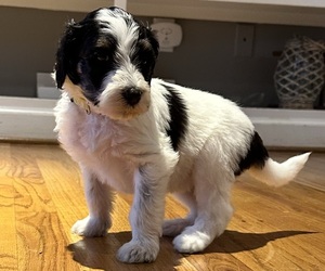 Aussiedoodle Puppy for sale in RUTHERFORDTON, NC, USA
