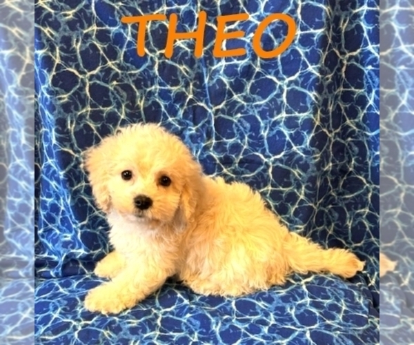 Medium Photo #2 Cock-A-Poo Puppy For Sale in HARTLAND, MN, USA