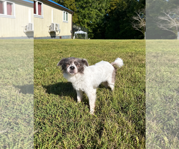 Medium Photo #3 Mutt Puppy For Sale in Pacolet, SC, USA