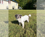 Small Photo #3 Mutt Puppy For Sale in Pacolet, SC, USA