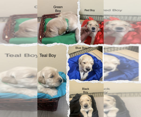 Medium Photo #1 Golden Retriever Puppy For Sale in PEORIA, AZ, USA