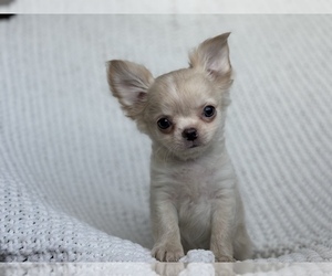 Chihuahua Puppy for sale in FAYETTEVILLE, AR, USA