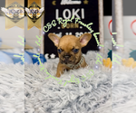 Small #7 French Bulldog