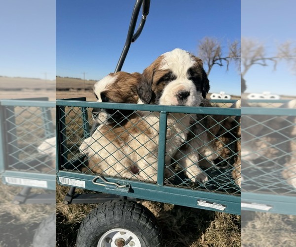 Medium Photo #11 Saint Bernard Puppy For Sale in OTIS, CO, USA