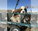 Small #10 Saint Bernard