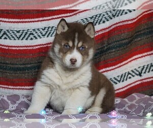 Siberian Husky Puppy for sale in FREDERICKSBG, OH, USA