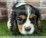 Small #2 Cavalier King Charles Spaniel
