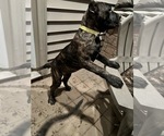 Small Photo #27 Presa Canario Puppy For Sale in LEVITTOWN, PA, USA