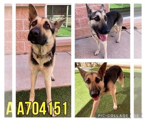 German Shepherd Dog-Unknown Mix Dogs for adoption in San Antonio, TX, USA