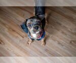 Small #3 Shih Tzu Mix