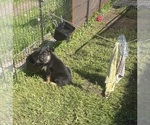 Small #4 German Shepherd Dog