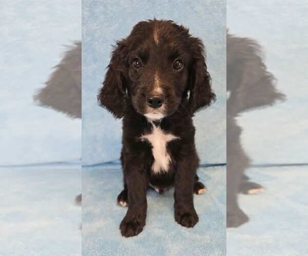 Medium Photo #2 Labbe Puppy For Sale in Brewster, NY, USA