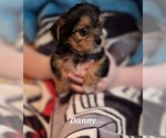 Small Photo #8 Shorkie Tzu Puppy For Sale in SCOTTSDALE, AZ, USA