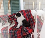 Small #18 Australian Shepherd