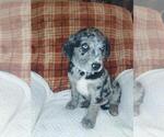 Small Photo #2 Sheprador Puppy For Sale in LEWISBURG, KY, USA