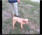 Small Photo #1 Goldendoodle Puppy For Sale in SONORA, KY, USA