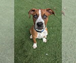 Small #3 Boxer Mix