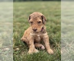 Small #2 Goldendoodle