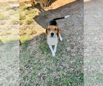 Small #4 Beagle