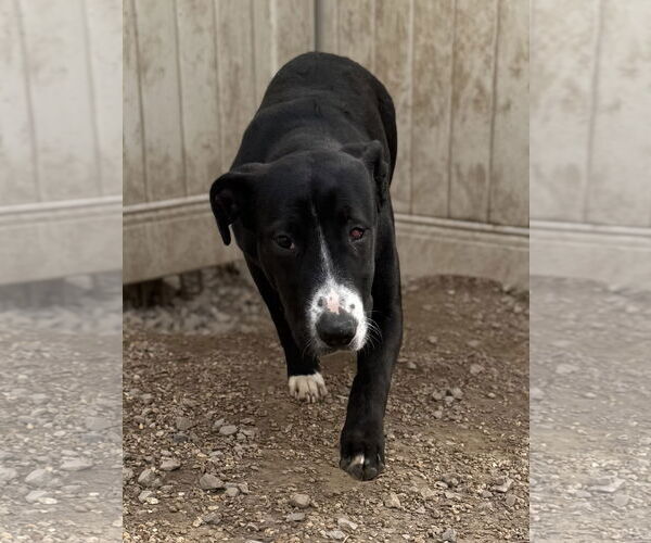 Medium Photo #4 Labrador Retriever-Unknown Mix Puppy For Sale in Corning, AR, USA