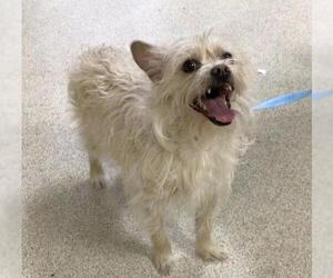 Mutt Dogs for adoption in Riverside, CA, USA