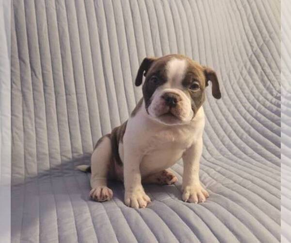 Medium Photo #2 American Bully Puppy For Sale in VIRGINIA BEACH, VA, USA
