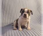 Small Photo #2 American Bully Puppy For Sale in VIRGINIA BEACH, VA, USA