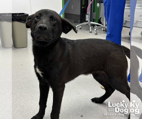 Medium Photo #1 Retriever -Unknown Mix Puppy For Sale in Washington, DC, USA