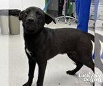 Small Retriever  Mix