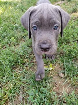 Medium Photo #1 Cane Corso Puppy For Sale in BELLEVUE, NE, USA