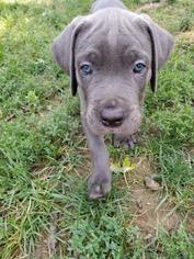 Cane Corso Puppy for sale in BELLEVUE, NE, USA