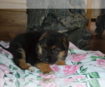Small Photo #4 German Shepherd Dog Puppy For Sale in GREENWOOD, WI, USA