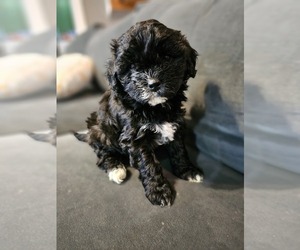 Cockapoo-Shih-Poo Mix Puppy for sale in LOWELL, MA, USA