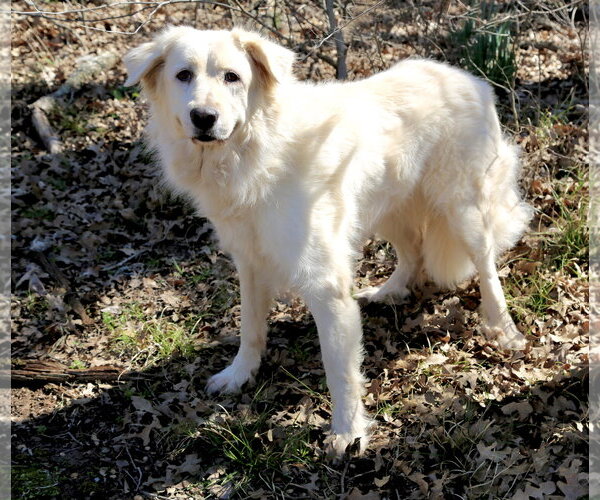 Medium Photo #13 Great Pyrenees Puppy For Sale in Spring, TX, USA
