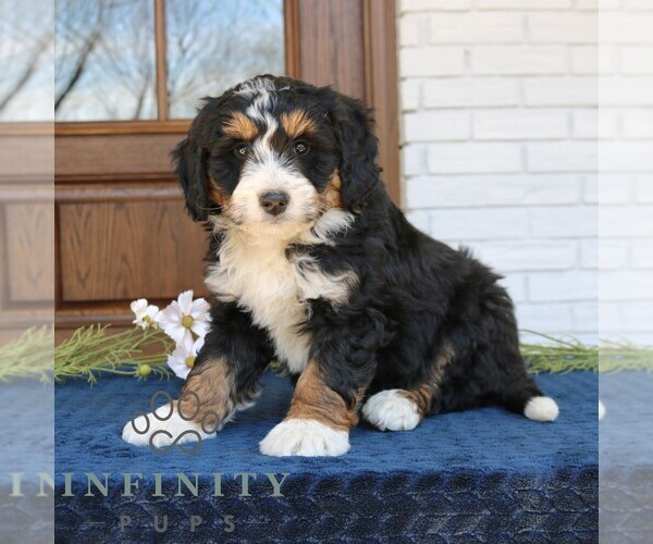 Medium Photo #2 Bernedoodle (Miniature) Puppy For Sale in NARVON, PA, USA